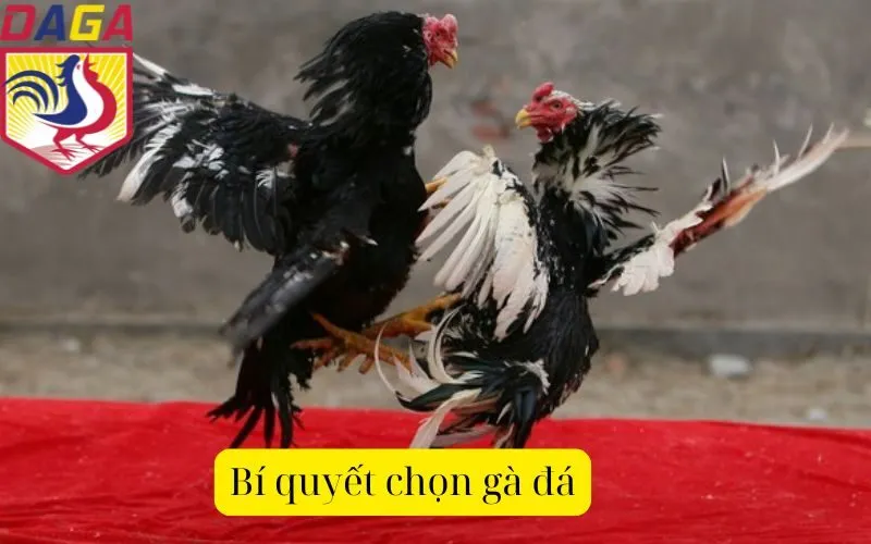 Bí quyết chọn gà đá