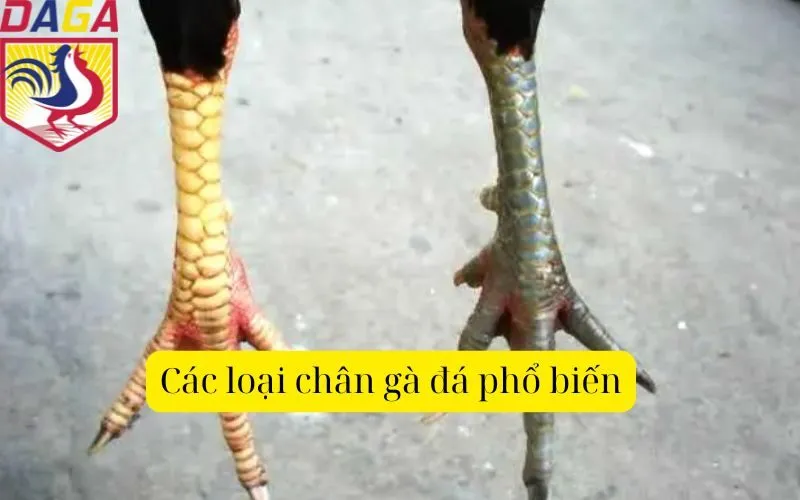 Các loại chân gà đá phổ biến