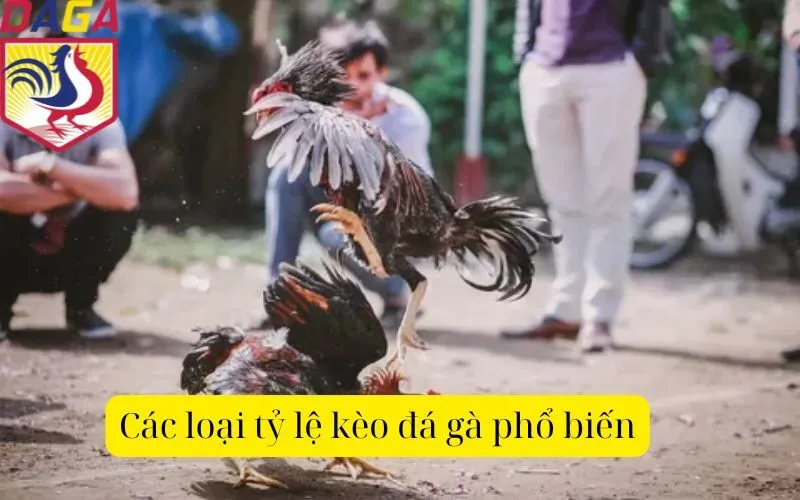 Các loại tỷ lệ kèo đá gà phổ biến