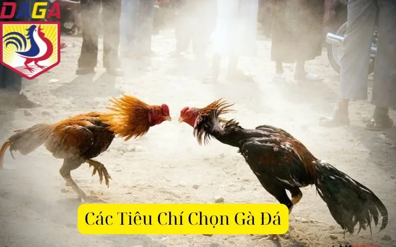 Các Tiêu Chí Chọn Gà Đá