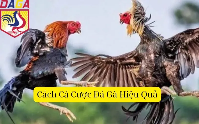 Cách Cá Cược Đá Gà Hiệu Quả