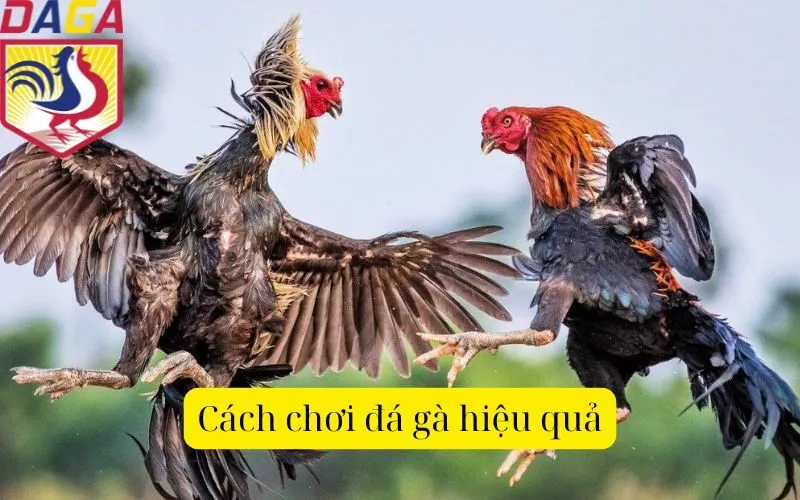 Cách chơi đá gà hiệu quả