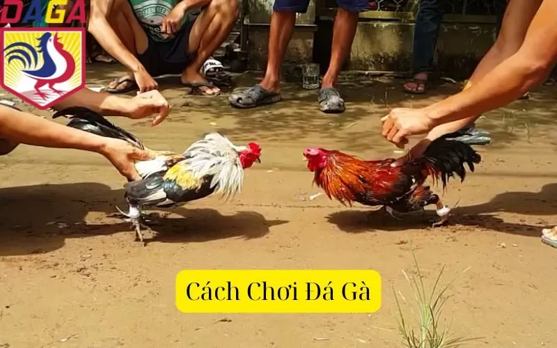 Cách Chơi Đá Gà