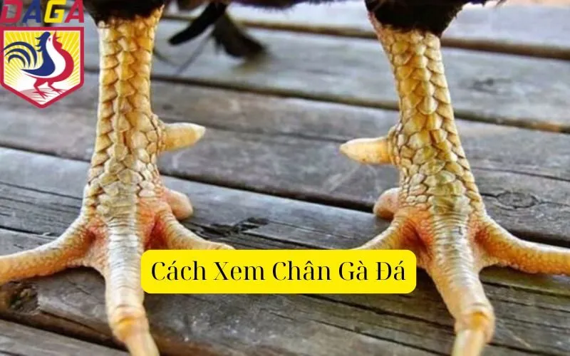 Cách Xem Chân Gà Đá