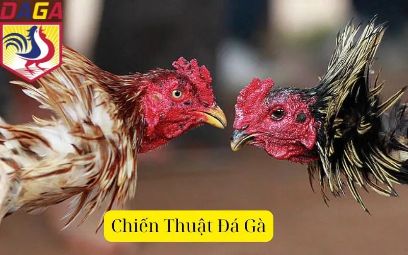 Chiến Thuật Đá Gà