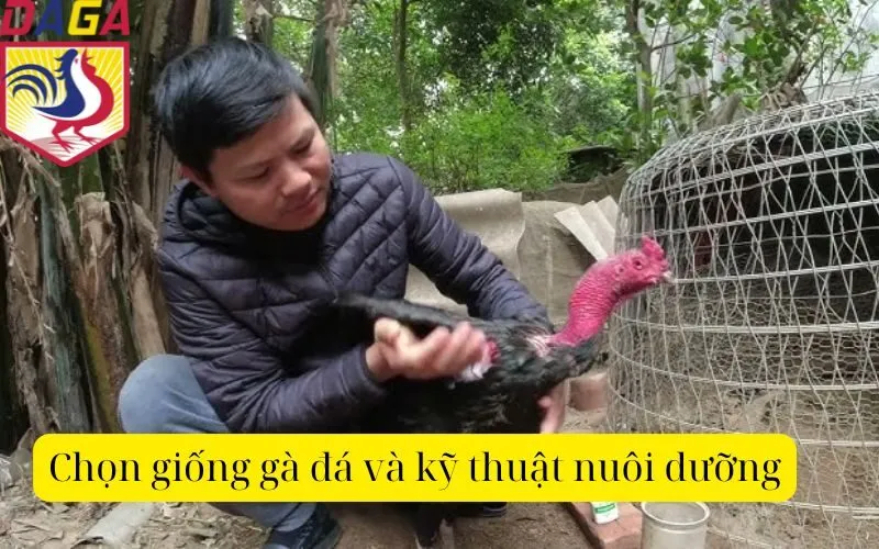 Chọn giống gà đá và kỹ thuật nuôi dưỡng