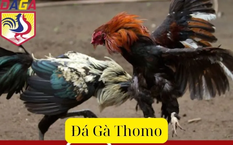 Đá Gà Thomo