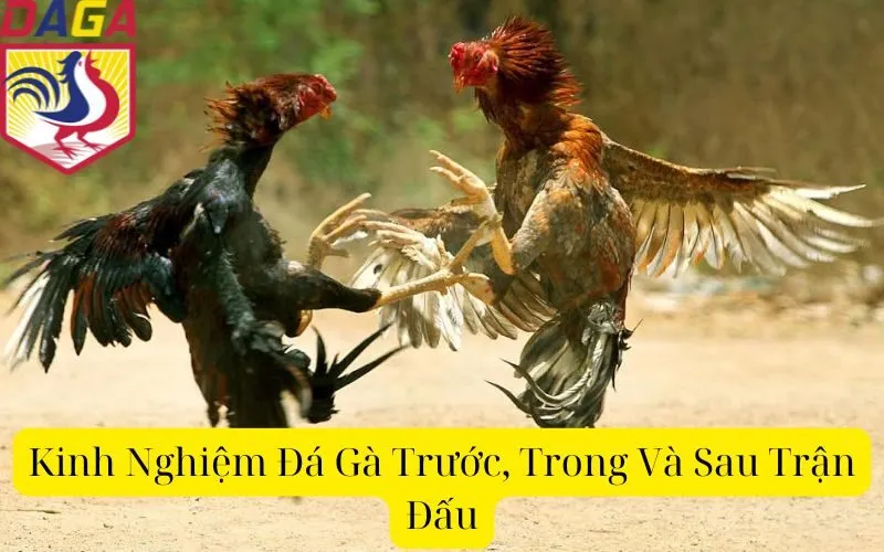 Kinh Nghiệm Đá Gà Trước, Trong Và Sau Trận Đấu