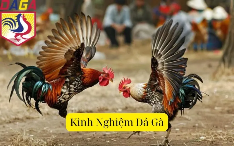 Kinh Nghiệm Đá Gà