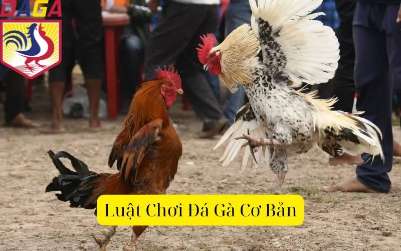 Luật Chơi Đá Gà Cơ Bản