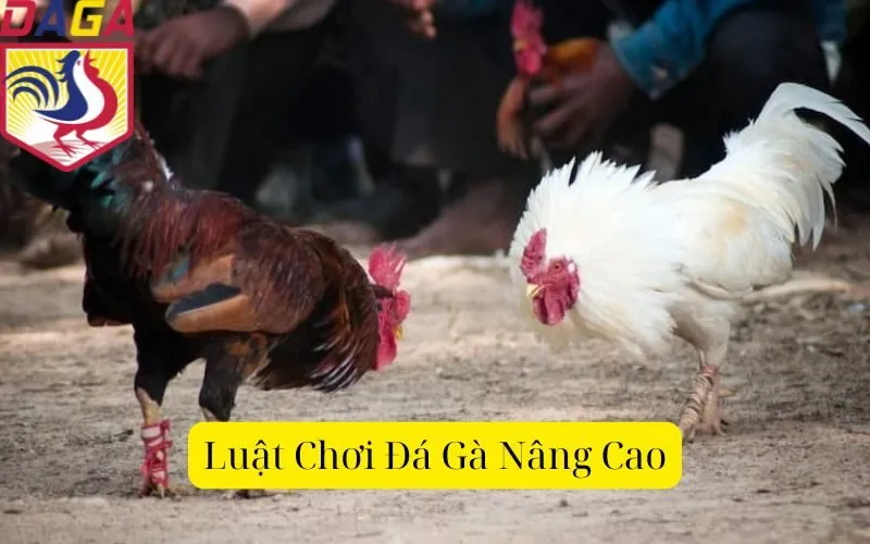 Luật Chơi Đá Gà Nâng Cao