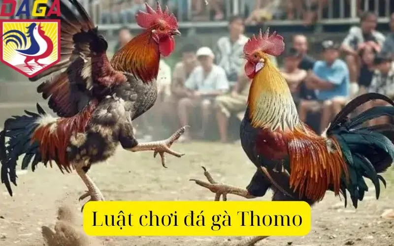 Luật chơi đá gà Thomo