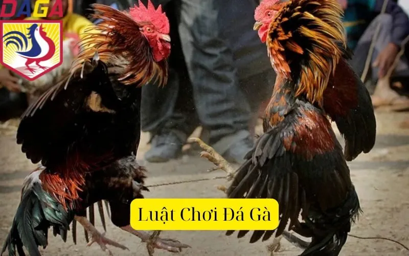 Luật Chơi Đá Gà.