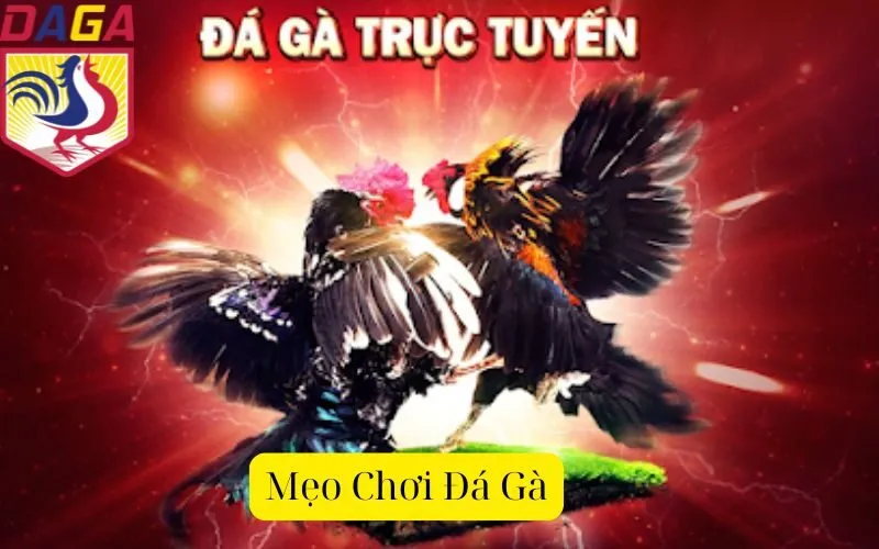 Mẹo Chơi Đá Gà