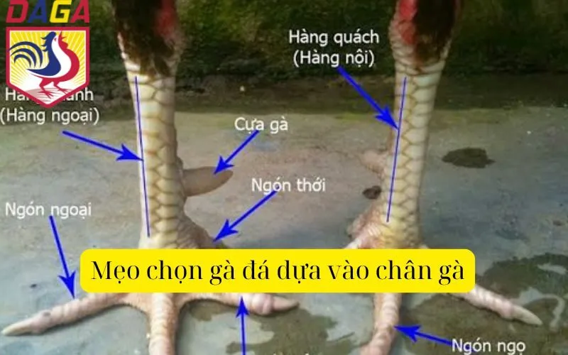 Mẹo chọn gà đá dựa vào chân gà