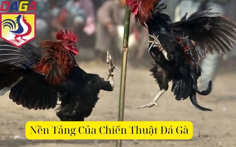 Nền Tảng Của Chiến Thuật Đá Gà