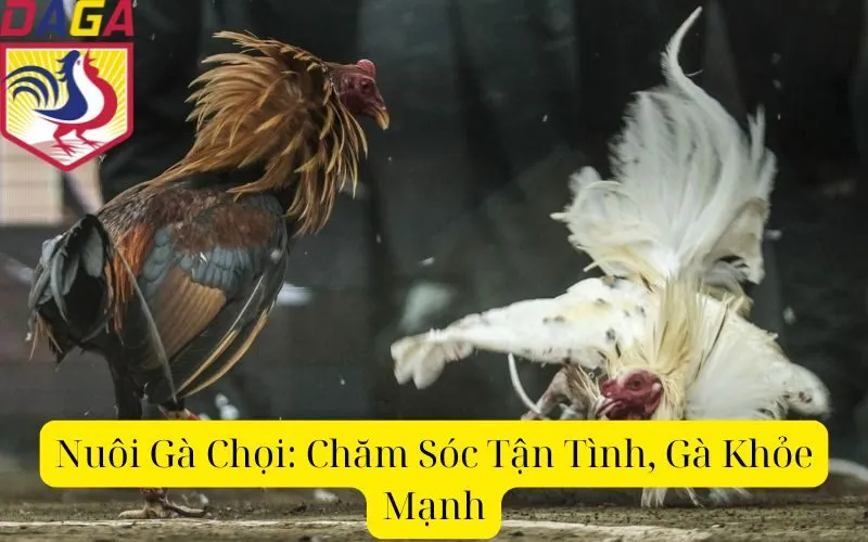 Nuôi Gà Chọi: Chăm Sóc Tận Tình, Gà Khỏe Mạnh