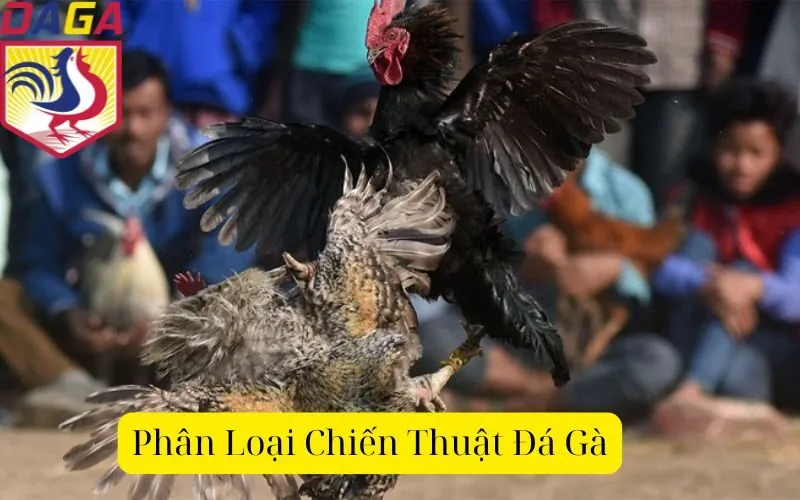 Phân Loại Chiến Thuật Đá Gà