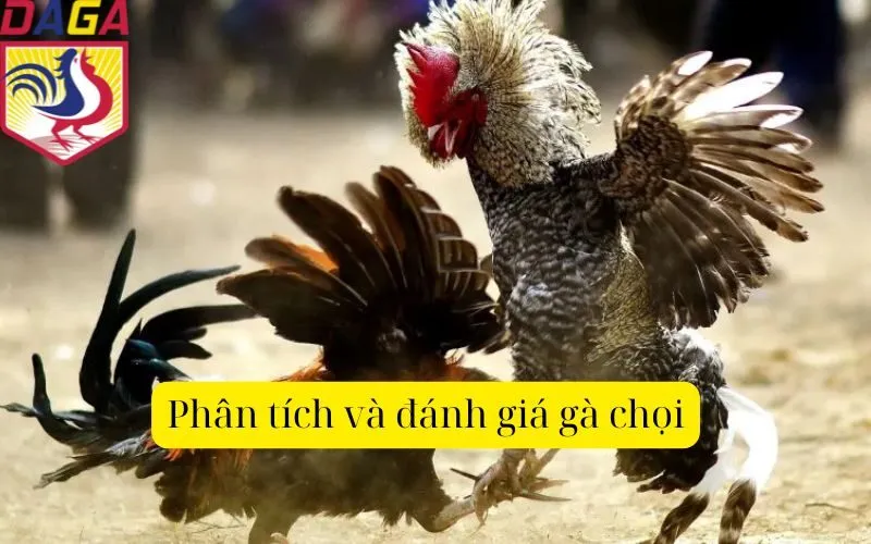 Phân tích và đánh giá gà chọi