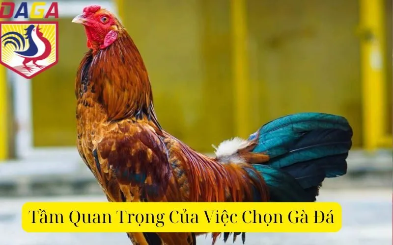 Tầm Quan Trọng Của Việc Chọn Gà Đá