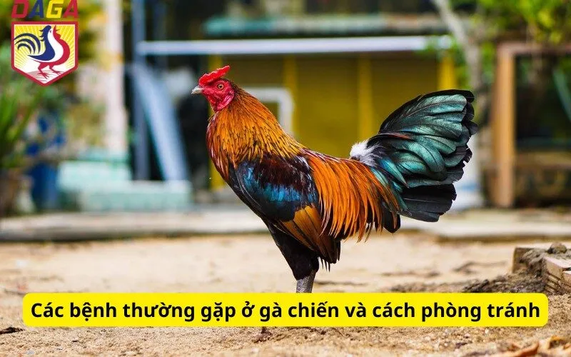 Các bệnh thường gặp ở gà chiến và cách phòng tránh