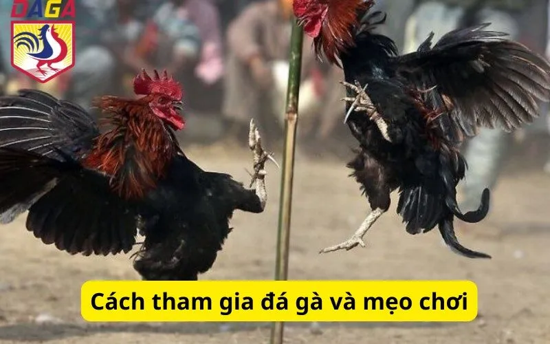 Cách tham gia đá gà và mẹo chơi