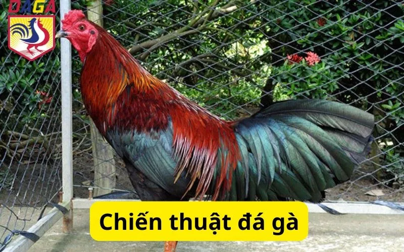 Chiến thuật đá gà