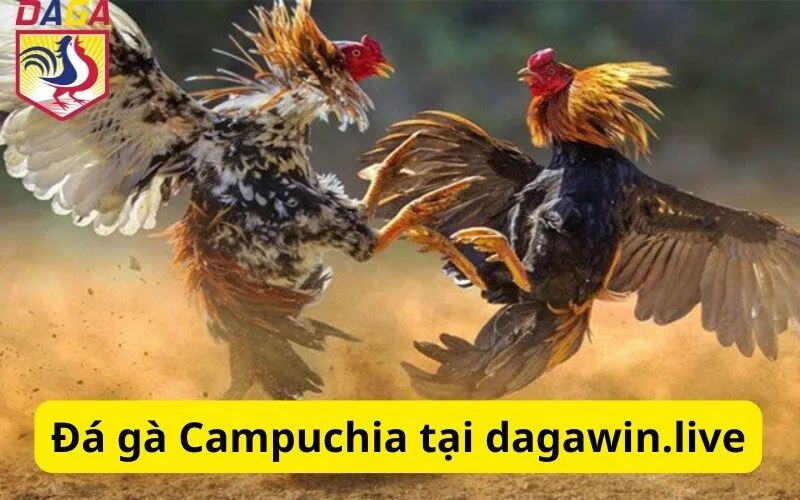 Đá gà Campuchia tại dagawin.live