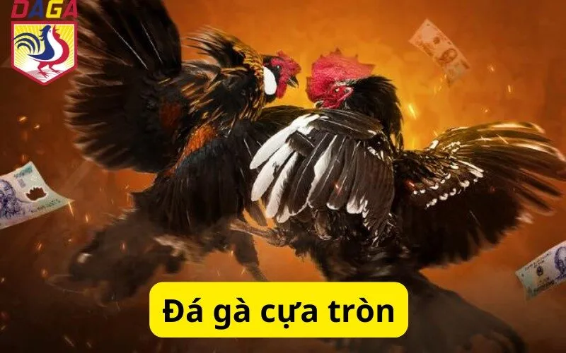 Đá gà cựa tròn