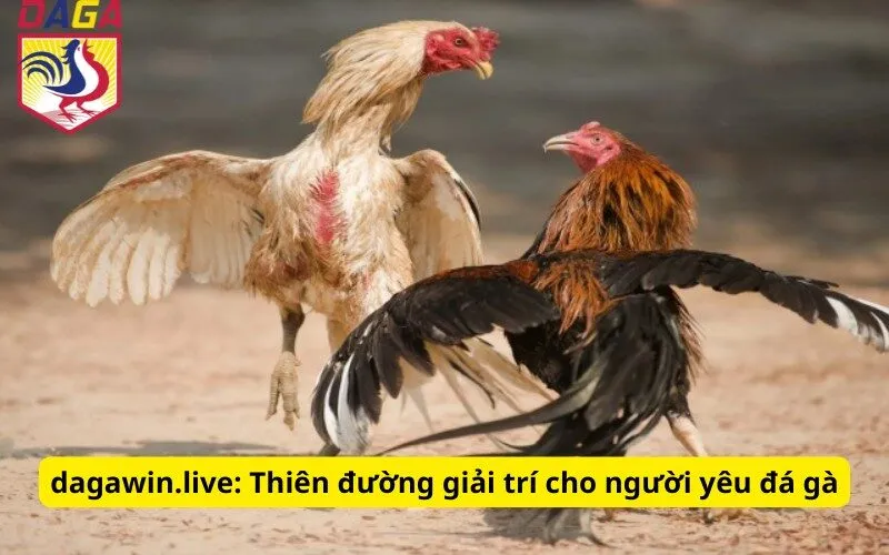 dagawin.live: Thiên đường giải trí cho người yêu đá gà