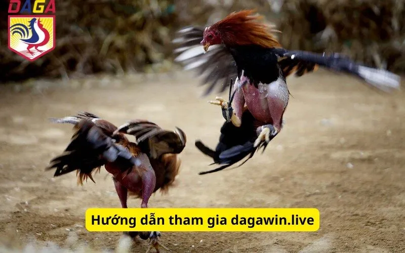 Hướng dẫn tham gia dagawin.live