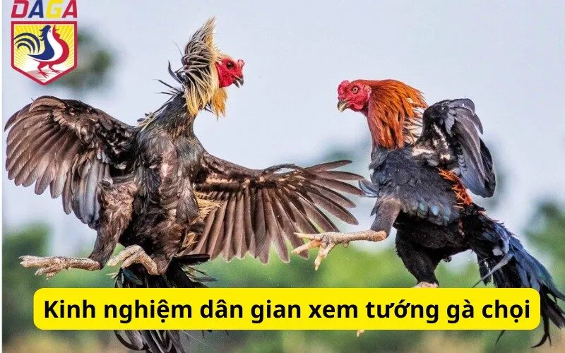 Kinh nghiệm dân gian xem tướng gà chọi