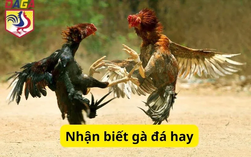 Nhận biết Gà Đá Hay