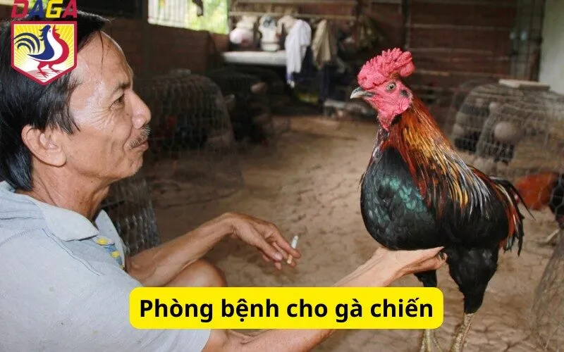 Phòng bệnh cho gà chiến