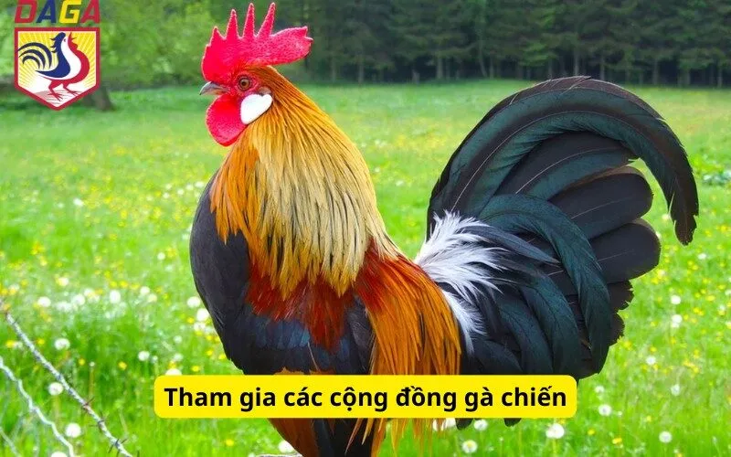 Tham gia các cộng đồng gà chiến