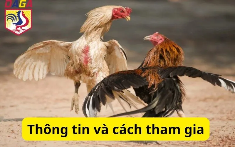 Thông tin và cách tham gia